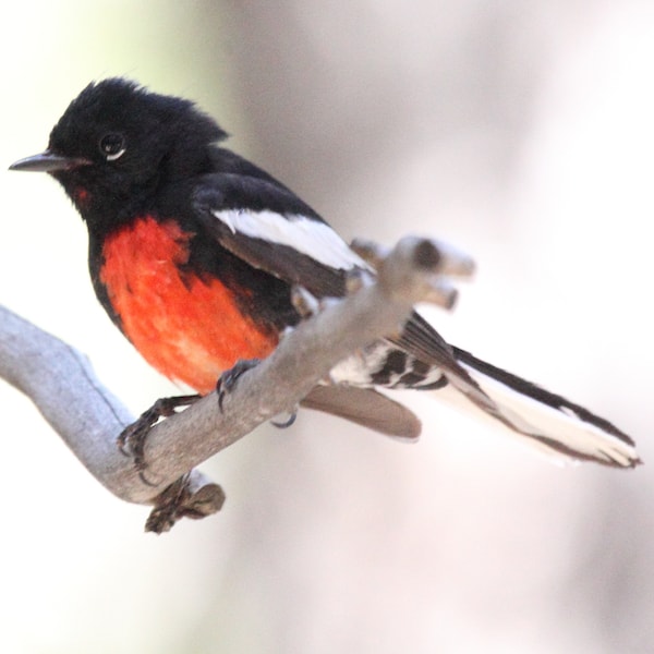 Painted Redstart, photo by Dominic Sherony via Wiki Commons