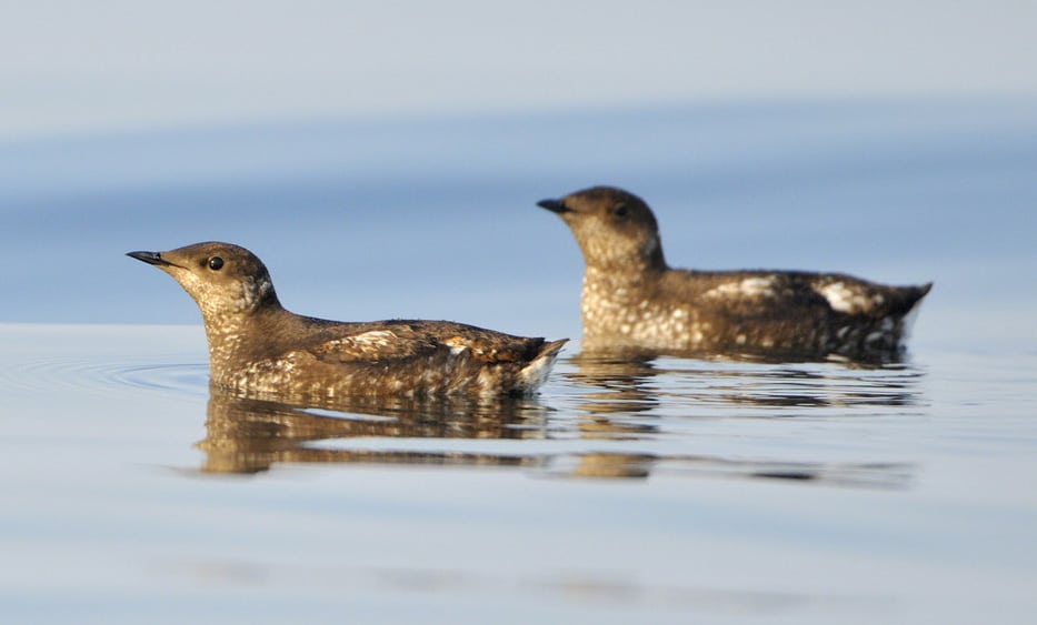 Perhaps because it's not a flashy bird and spends most of its life at sea, much remains unknown about the marbled murrelet. In fact, its nesting habits weren't discovered until the 1970s!
