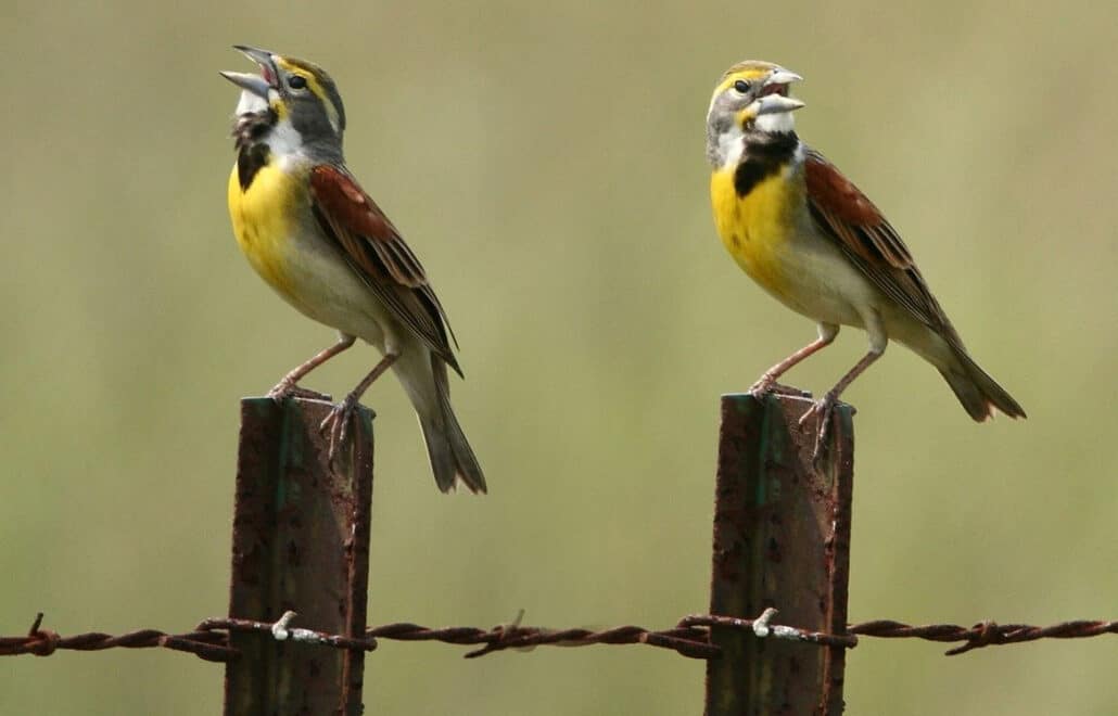 Singing dickcissels, photo by Patti McNeal from Katy, TX, USA / Wikimedia