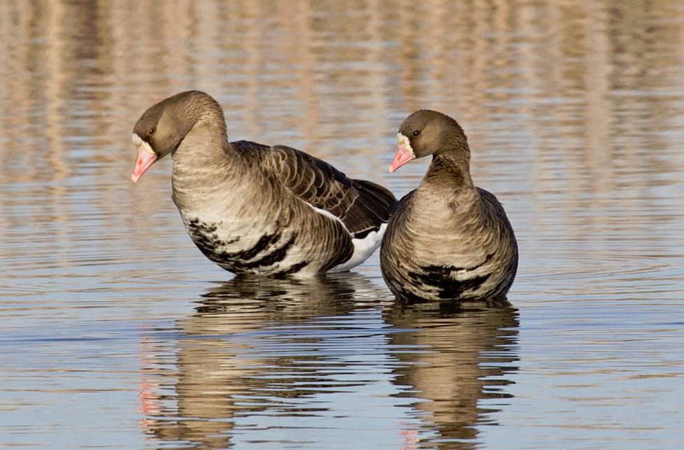 Greater white-fronted geese, photo by Bill Bouton / Wikimedia