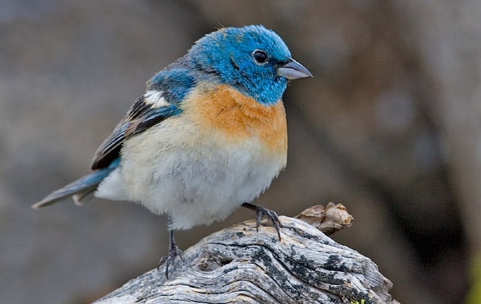 Lazuil bunting by naturepicsonline dot com