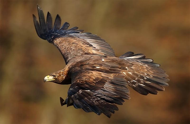 What is more awe-inspring than an eagle? Kyle Carlsen presents North America’s “other” eagle: the golden eagle, so powerful it can take down deer and antelope. Golden eagle photo by M. Mecnarowski / Wikimedia