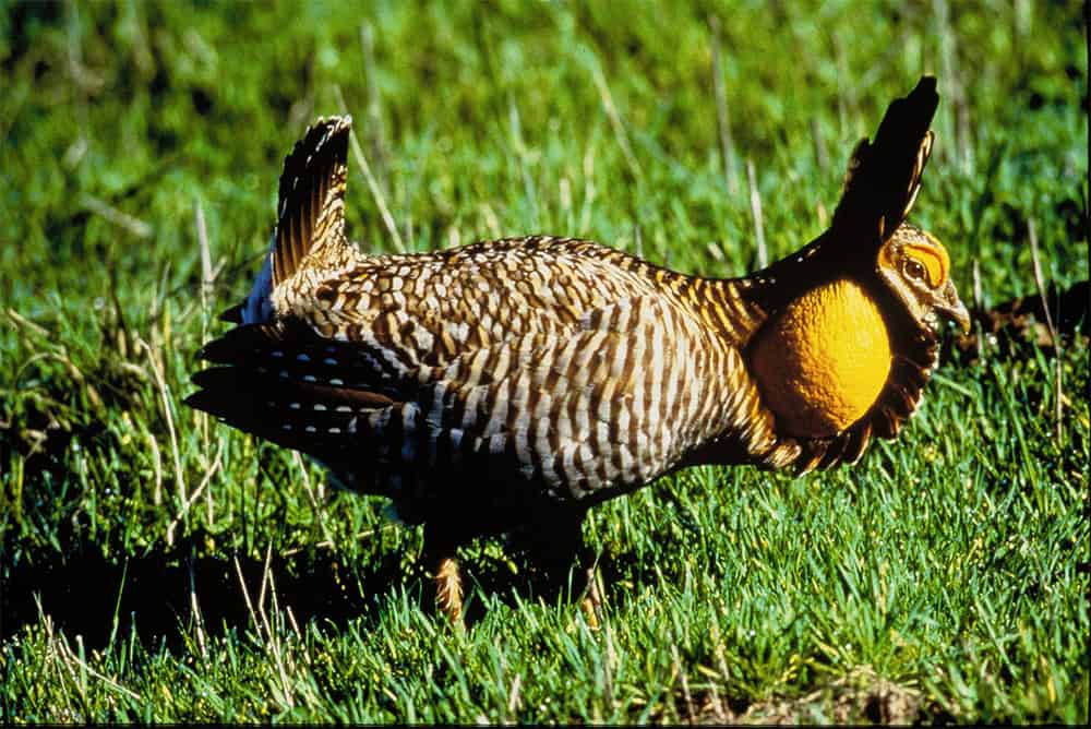 Attwater's Prairie Chicken, related to the now extinct Heath hen, is a highly endangered subspecies. Photo by G. Lavendowski / USFWS / Wikimedia.