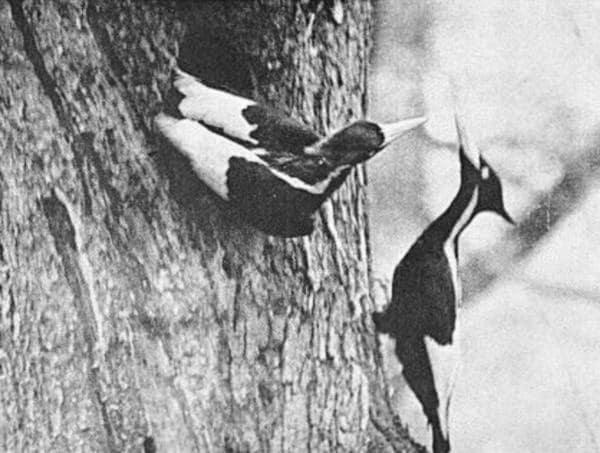 A male ivory-billed woodpecker leaving the nest as the female returns. Photo taken in Singer Tract, Louisiana, April 1935, by Arthur A. Allen. Courtesy of Wikimedia.