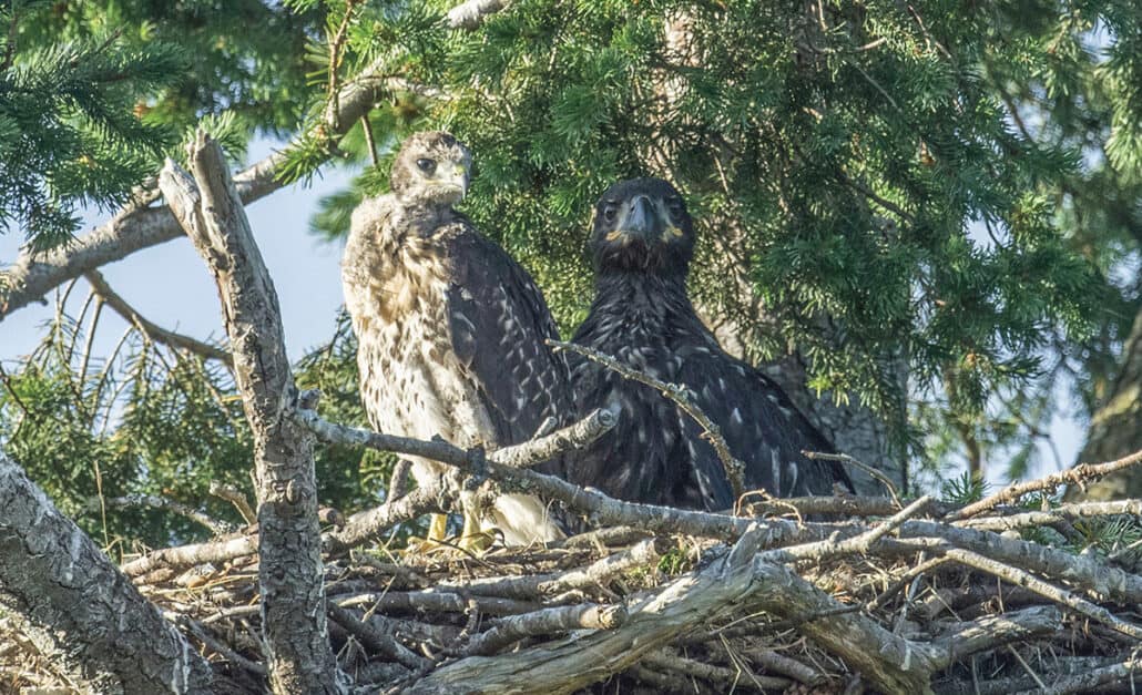 While no one is quite sure how it happened, a tiny red-tailed hawk turned up in a bald eagle nest in British Columbia. BWD columnist David Bird lives nearby and witnessed this remarkable adoption.