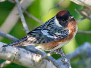 Bay-breasted warbler by Dan Pancamo / Wikimedia