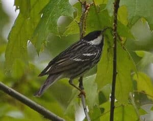 Blackpoll Warbler photo by A. Reago and C. Mclarren / Wikimedia