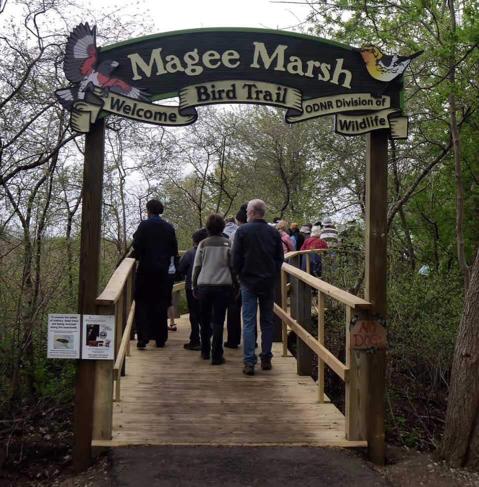 Magee Marsh Boardwalk. Photo by Dave Lewis.