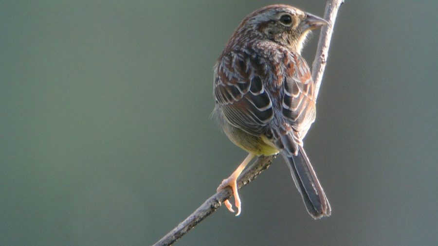 Bachman's sparrow by Andy Reago & Chrissy McClarren / Wikimedia