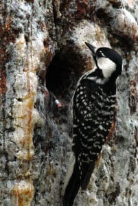 Red-cockaded woodpecker by John Maxwell for USFWS / Wikimedia