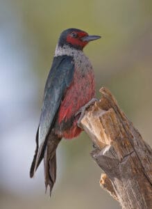 Lewis’s woodpecker, by Alan and Elaine Wilson