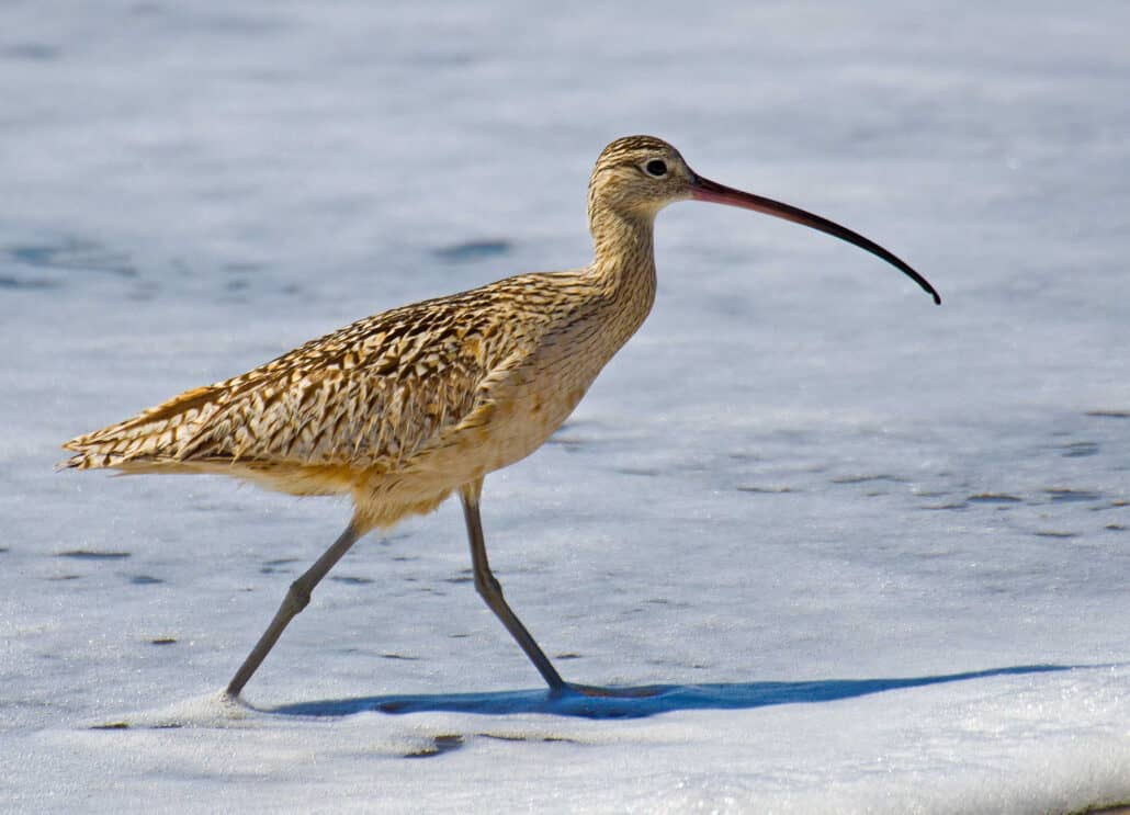 Long-billed curlew. Photo by David Dilworth