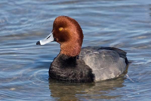 Redhead, by Alan and Elaine Wilson