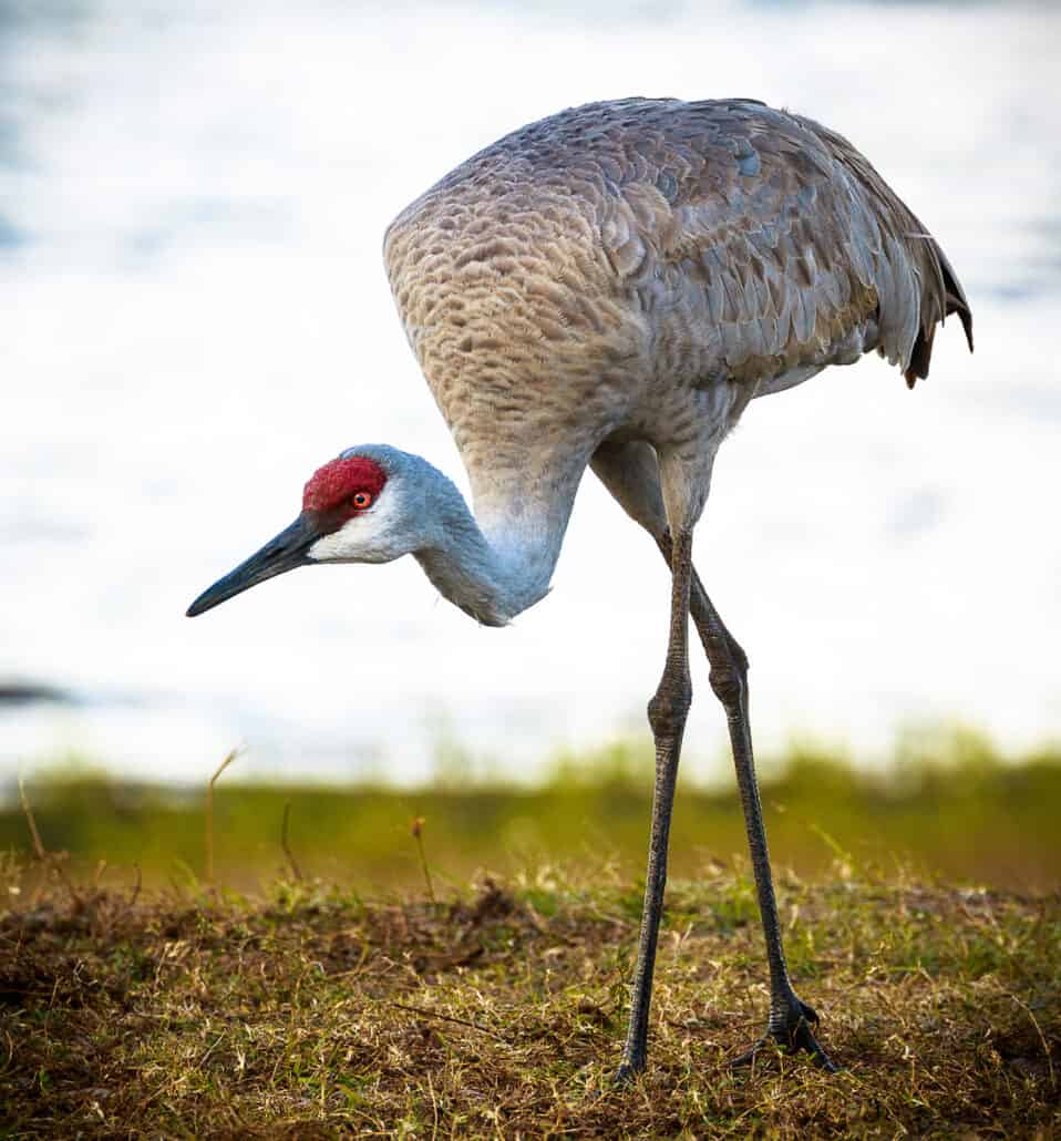 Sandhill crane. Photo by Mike Blevins.