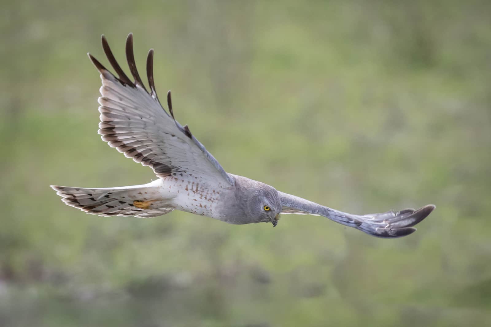 Male Harrier, Elfin Forest. Photo by KS Nature Photography ©