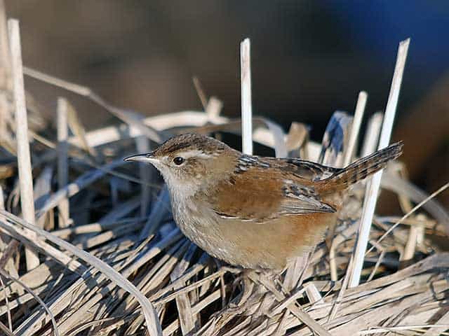 Marsh wren, photo by David Dilworth.