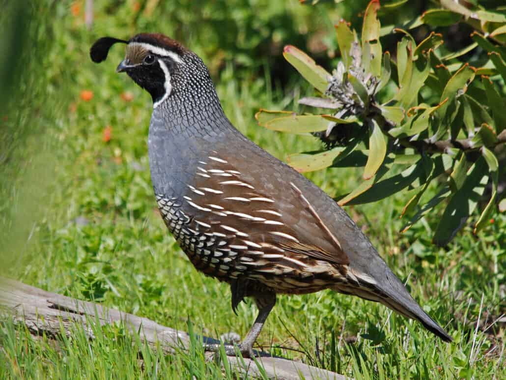 California quail photo taken at Olompali State Park. Photo by David Dilworth.