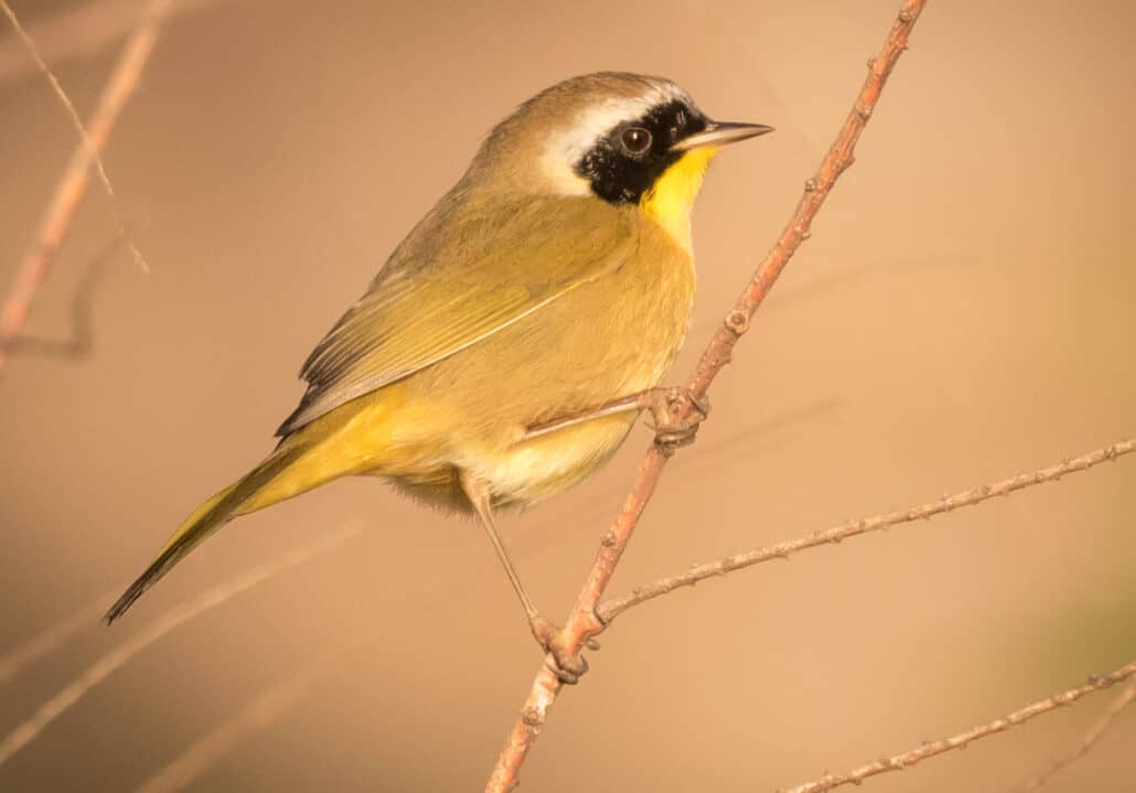 Common Yellowthroat taken at Olompali State Historic Park. Photo by KS Nature Photography ©