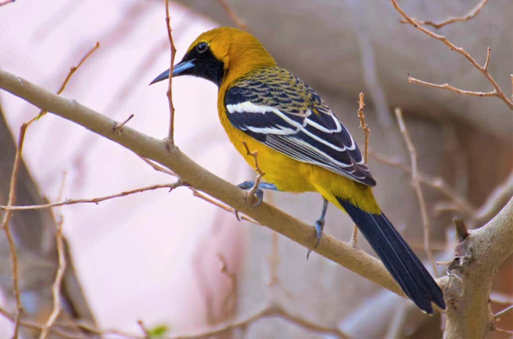 Hooded Oriole taken at Olompali State Historical Park. Photo by David Dilworth.