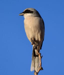 Loggerhead Shrike. Photo by Robin Edwards©