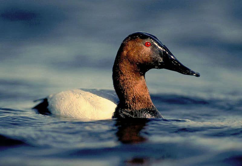 Canvasback, by U.S. Fish and Wildlife Service via Wikimedia Commons