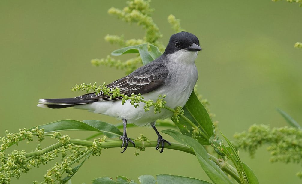 Eastern kingbird, photo by Andy Reago and Chrissy McClarren Wikimedia.