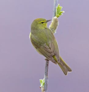 Orange-crowned warbler by Alan D. Wilson.