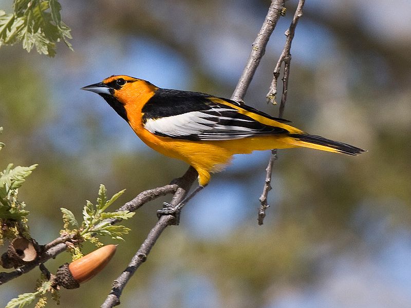 Bullock's Oriole. Photo by Kevin Cole / Wikimedia.