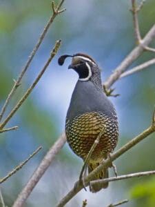 California quail. Photo by David Dilworth.