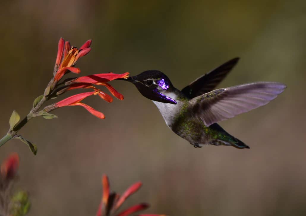 Costa's Hummingbird by Robin L. Edwards.