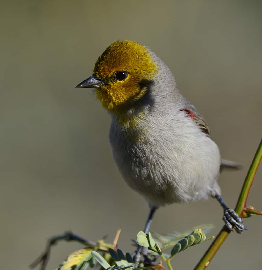 Verdin, photo by Robin L. Edwards