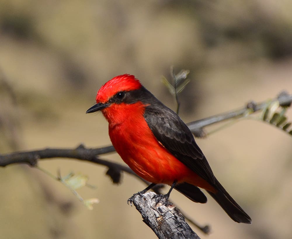 Vermillion flycatcher. Photo by Robin L. Edwards.