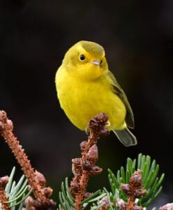 Wilson's warbler. Photo by Robin L. Edwards.