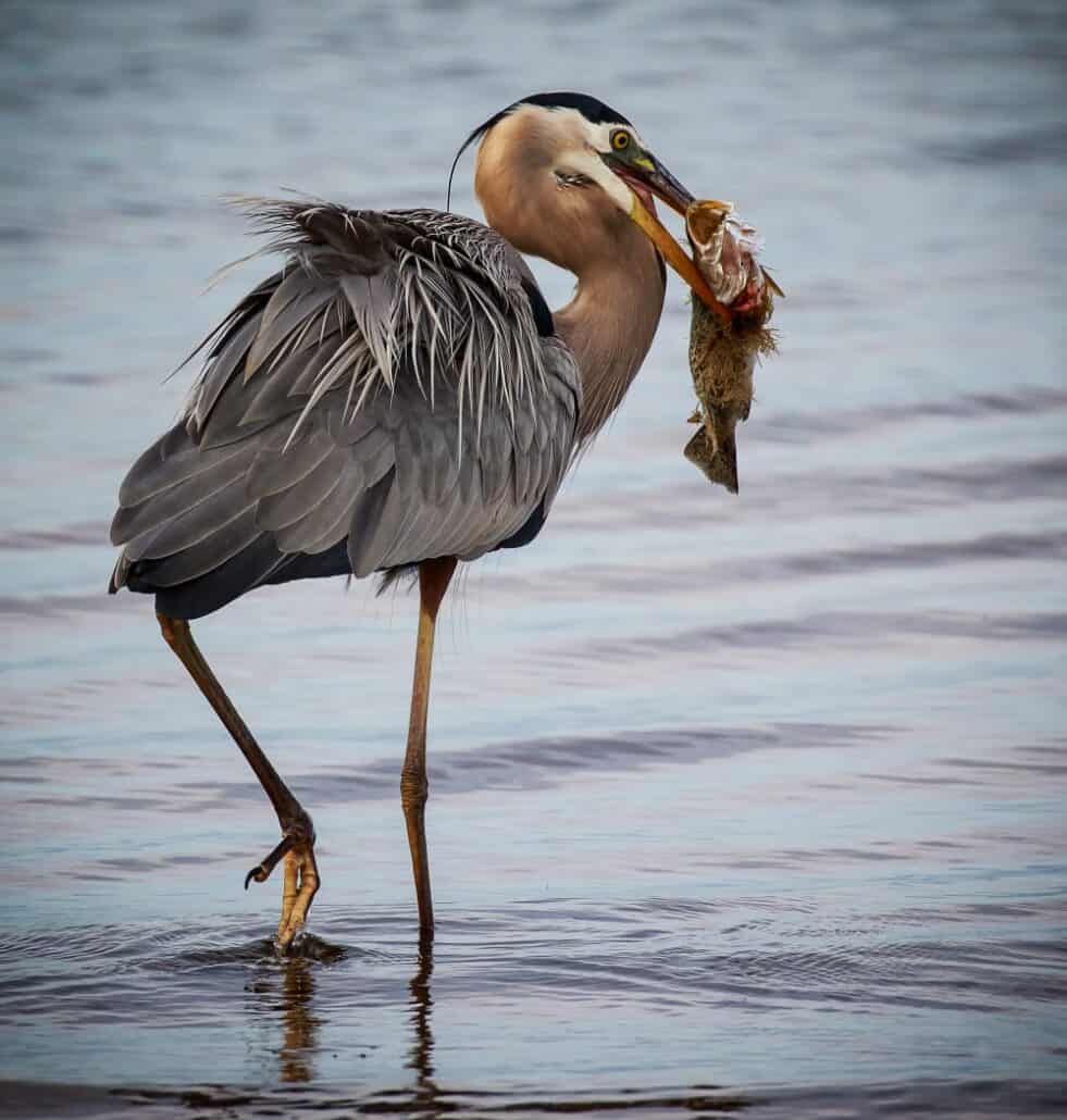 Great Blue Heron photo by Mike Blevins