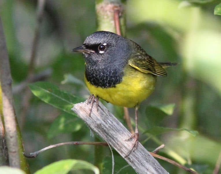 MacGillivray's Warbler by Caleb Putnam / Wikimedia.