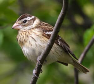 Female rose-breasted grosbeak. Photo by Cephas / Wikimedia.