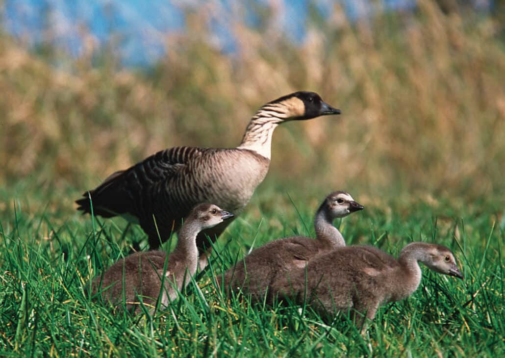 Hawaii's state bird, the nene. Photo by USDA Natural Resources Conservation Service.