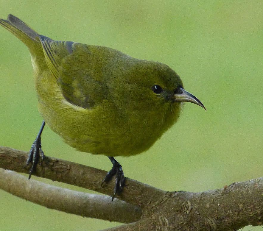 The Hawaiʻi ʻamakihi (Chlorodrepanis virens), also known as the common ʻamakihi, is a species of Hawaiian honeycreeper. Photo by James Brennan / Wikimedia.