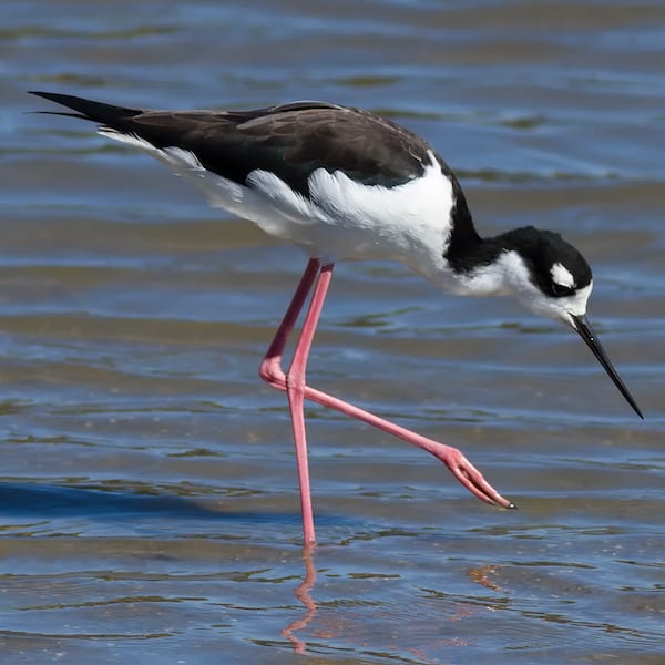 Black-necked stilt, photo by Frank Schulenburg