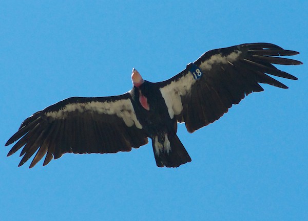 California condor, photo by Brian Simms via Wiki Commons