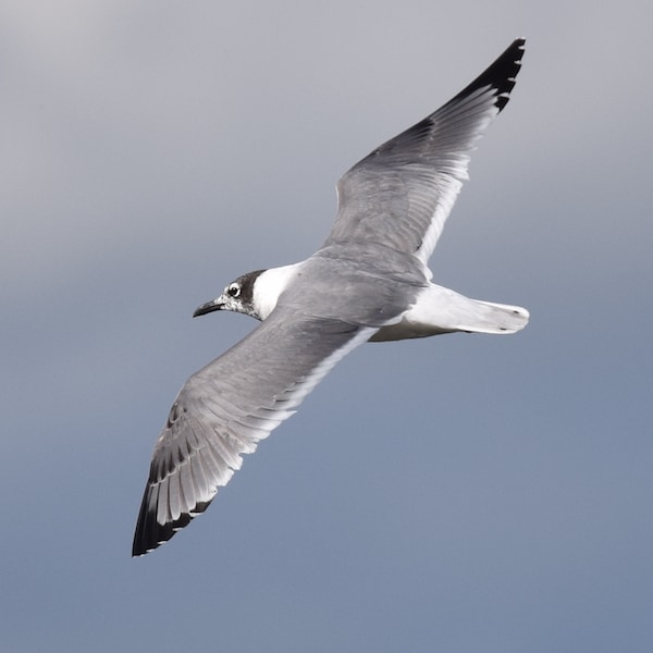 Franklin’s Gull