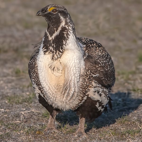 A greater sage-grouse stands against a brown background.