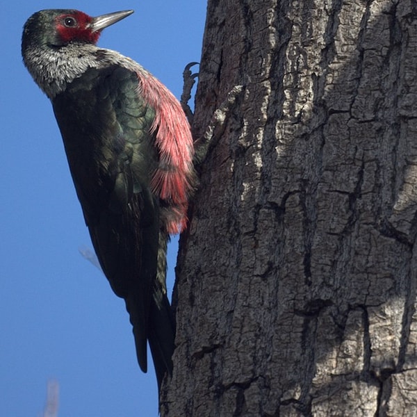 Lewis’s Woodpecker