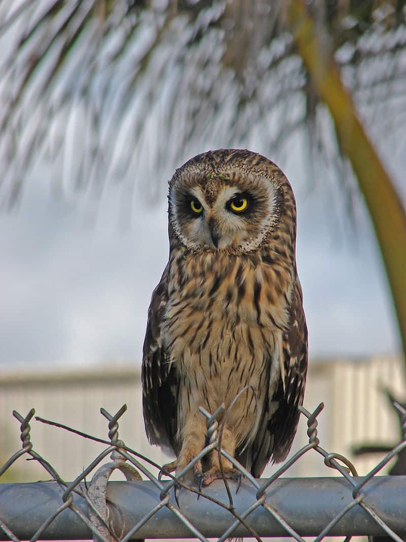The pueo (Asio flammeus) is a subspecies of the short-eared owl that is endemic to Hawaii. Photo by Forest & Kim Starr / Wikimedia.