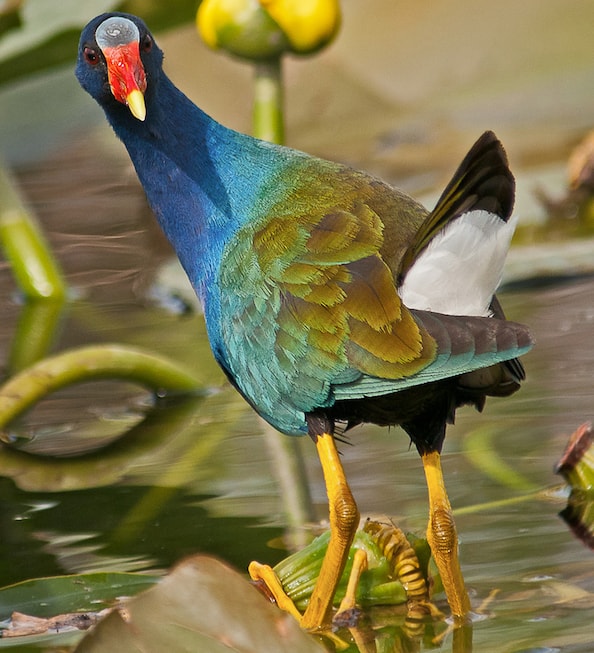 A purple gallinule stands in shallow water.
