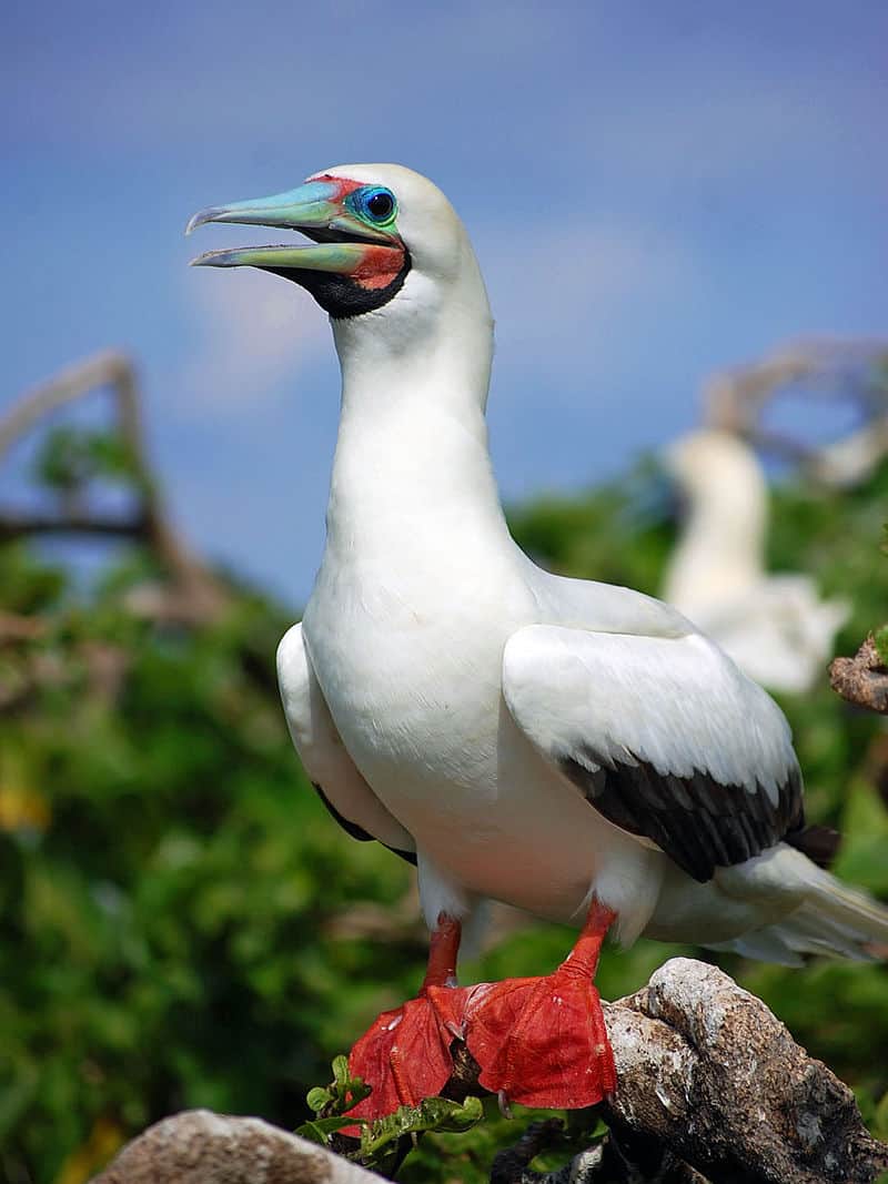 Red-footed booby (Sula sula). Photo by Gregg Yan / Wikimedia.