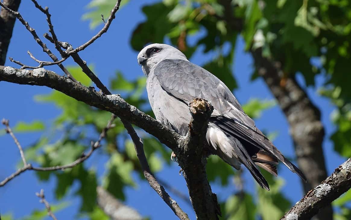 Mississippi Kite BWD Magazine