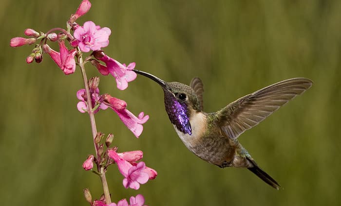 Lucifer hummingbird. Photo by Charles Melton.