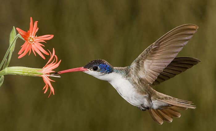 Violet-crowned hummingbird by Charles Melton.