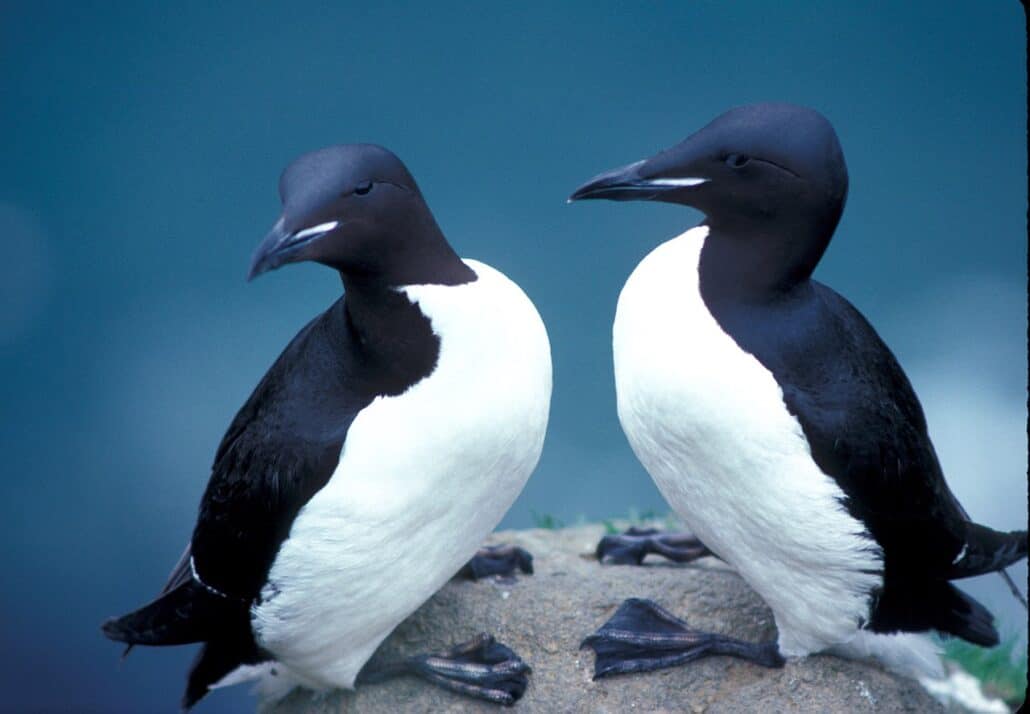 Thick-billed Murres by USFWS / Wikimedia.